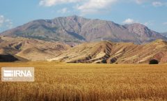 برداشت گندم از مزارع ایلام آغاز شد