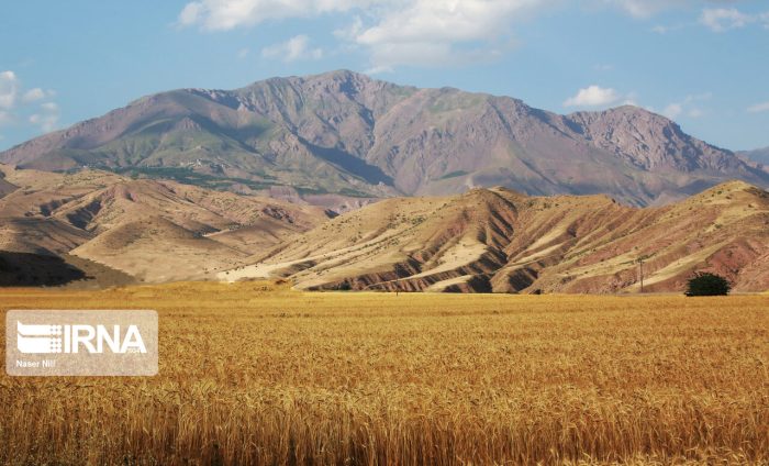 برداشت گندم از مزارع ایلام آغاز شد