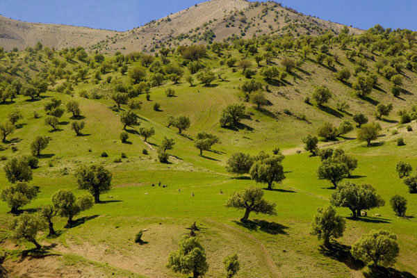 خانمحمدیان:۹۰ درصد اقدامات منابع طبیعی نیازمند مشارکت مردم است