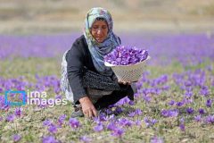 زمین‌های کم‌بازده ایلام رویایی از جنس طلا می‌بافند