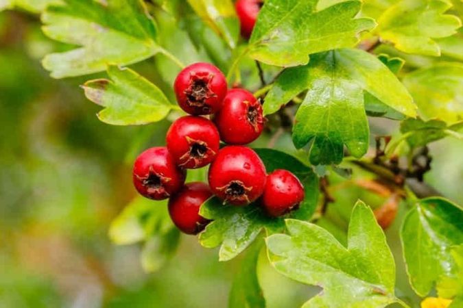 یک میوه با چند خاصیت؛ سلامت با زالزالک