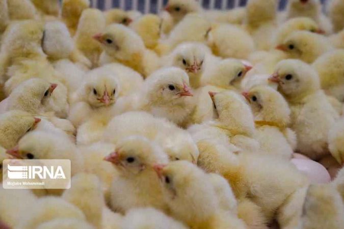 جوجه‌ریزی ۲۲ میلیونی در مرغداری‌های ایلام؛ تدارک ویژه برای نوروز
