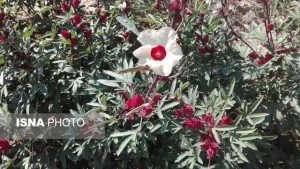زیبایی‌های گل چای ترش در مزرعه‌ی گرمسیری جهاددانشگاهی در دهلران