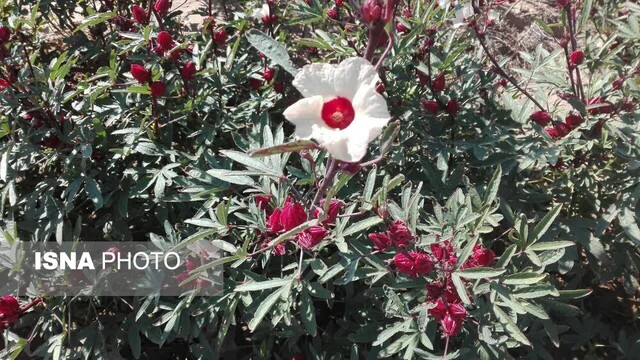 زیبایی‌های گل چای ترش در مزرعه‌ی گرمسیری جهاددانشگاهی در دهلران
