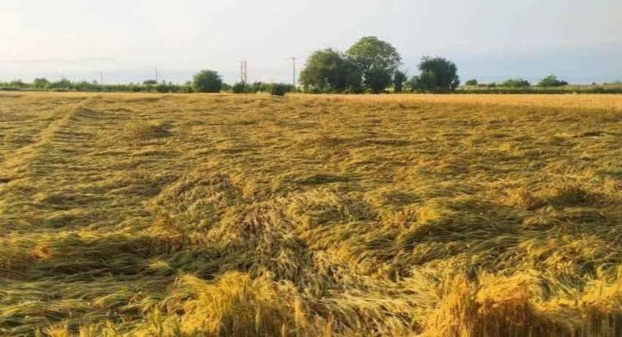 خسارت ۳۰ درصدی بارش‌های سیلابی به کلزاکاران ایلام